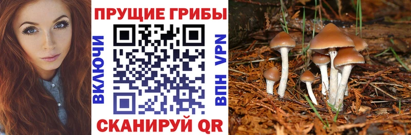 Галлюциногенные грибы прущие грибы  это официальный сайт  Каменск-Уральский  закладки  ОМГ ОМГ зеркало 